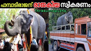 Pampadi Rajan Kerala | പാമ്പാടി രാജൻ്റെ രാജകീയ സ്വീകരണം | Thrikkunnapuzha Temple | Sani's Media