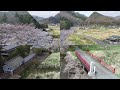 旅荘 巖華園 桜模様2017