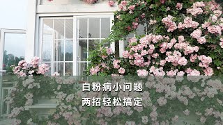 【海妈园艺课堂】白粉病小问题，两招轻松搞定