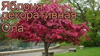 Яблоня декоративная Ола (malus ola) 🌿 декоративная яблоня Ола обзор: как сажать, саженцы яблони Ола