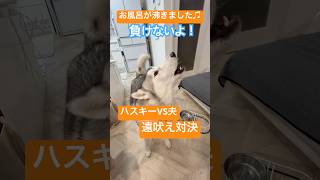 給湯器の合図で遠吠えバトル勃発!? 夫 vs ハスキー#siberianhusky #husky #dog #シベリアンハスキー #ハスキー #ハスキー犬 #犬 #中型犬 #大型犬 #shorts