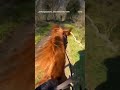 prendi un gruppo di ragazze legate dalla stessa passione uscita a cavallo🐎🤠