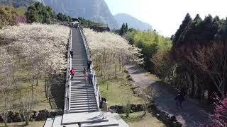 寒溪呢、青山坪櫻花季