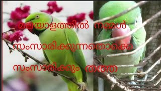 മലയാളത്തിൽ നമ്മൾ സംസാരിക്കുന്നതൊക്കെ പറയിണ തത്ത