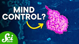 The Truth About the Gut to Brain Connection