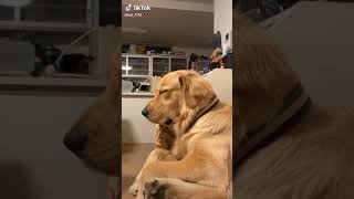 眠そうなゴールデンレトリバー🐶💤 / Sleepy Golden retriever🐶💤