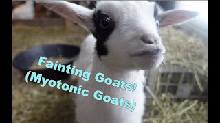 All about Fainting Goats!