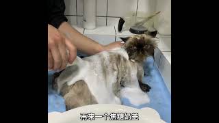 喜马拉雅猫咪洗护，洗完澡毛发瞬间柔顺多了#猫咪#宠物清洁#宠物美容#shorts