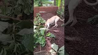 ആ സാധനം എവിടെയാ വെച്ചത് 🤔🤔🤣🤣#funny #plz_subscribe 🙏#trending #viral #ytshorts #animallover