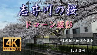 志井川の桜(福岡県北九州市小倉南区)圧巻の桜並木【福岡観光地】【さくら名所】 【北九州ドローン撮影】【SORA北九州】