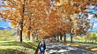 2024 - 11- 28 日本 Day 11 雞足寺  keiisokuji 水杉林蔭大道