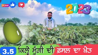 ਮੁੰਗੀ ਦਾ ਸਰਵਉਤਮ ਖੇਤ Mungbean crop variety star 444 field Bathinda, Punjab