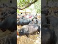 മഞ്ചേരി ചോലക്കൽ കാലി ചന്തയിലെ കാന്നുകാലികൾ buffalo cow kalapoot beef bull kalapootkala cow