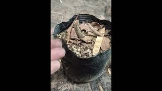 嫁接枣树实际操作过程，一看就会 #diygardening