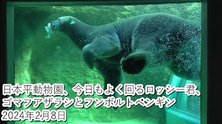 日本平動物園、今日もよく回るロッシー君、ゴマフアザラシとフンボルトペンギン（2024・2・8）