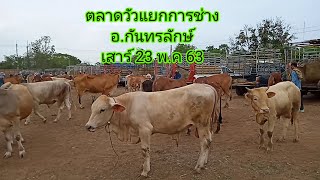 ราคาวัวตลาดแยกการช่าง อ.กันทรลักษ์ 23 พ.ค 63