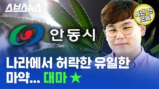 [N년 전 10월 3일] 안동에서는 대마가 합법? 대마 농장 운영 중인 사람 직접 만나고 옴 / 스브스뉴스