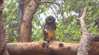 Wolf's Guenon Baby, 14 Weeks Old