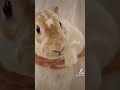 そういうこともあるよね🐇 うさぎ 癒し動物 rabbit ミニレッキス 癒し動画 bunny うさぎとの生活 ペットと暮らす