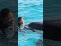 水中でシャチにサインを出すって凄すぎ shorts 鴨川シーワールド シャチ kamogawaseaworld orca killerwhale