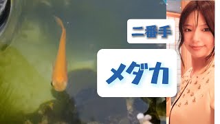 メダカ治療日記