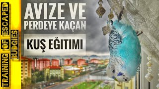 Perde ve Avizeye Kaçan Kuş Eğitimi | Kesin ve Çabucak Çözüm 👍