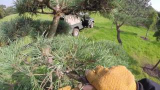 Cloud Pruning a Pinus Sylvestris. Part 1