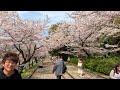 京都お散歩4k 2023 3 31 桜が散る前に・・・観光地の名所をお花見さんぽ。kyoto