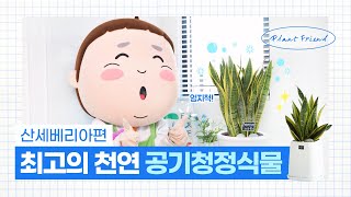 [EP.3]최고의 천연 공기청정기식물 추천! 산세베리아편ㅣ산세베리아 키우기,특징,물주기,환경 - 식친소