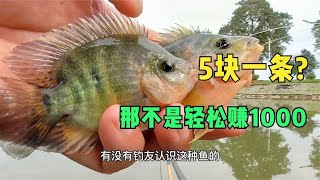 钓到怕！钓了10几年鱼第一次见这种鱼，钓友说轻松卖5块一条