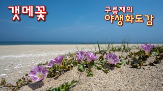 야생화도감/갯메꽃/데이지-사계 증 뱃노래(DAISY-THE MONTHS OP.37B,NO.6)/한국의야샌화/구름재/엄광주