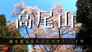 【登山】 桜を見るならここです！一丁平     高尾山    6号路～稲荷山