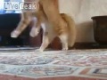 Котэ красиво уходит cat leave