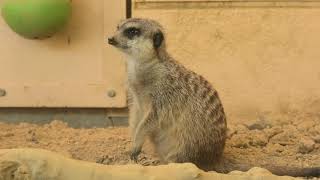 ミーアキャット　(とくしま動物園/徳島県)