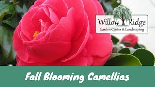 Fall Blooming Camellias