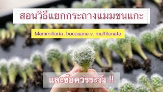 วิธีการแยกกระถางแมมขนแกะ และทริคเล็กๆน้อยๆ | PB Cactus Channel