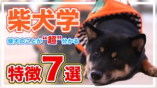 柴犬のことが超分かる特徴７選 - 柴犬の特徴・特性・性格まとめ【柴犬学】