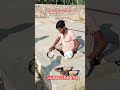 snake kingcobra snakerescue bablugoswami cobra viral trendingshorts fyp tiktok