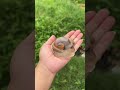 Have you ever seen such a big snail？