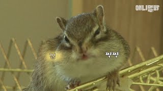 어머 이 언니 껌 좀 씹을 줄 안다람쥐 ㅣ Chip's Brother, Squirrel Dale In Bubble Gum Gangster Ver.