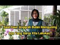 Cara Mengatasi Daun Anggrek Bulan Menguning