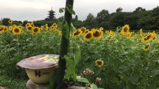 備中国分寺 ひまわり 丼プリンコラボ 2017.07.05