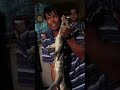 Pak Kunan Mencoba Nangkap Biawak Yang Masuk Rumah Warga! #shorts