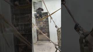 秋終☆⑬チンパンジー・モコイチくん・沖縄こどもの国・・・Chimpanzee ・Okinawa Zoo \u0026 Museum(20231130)