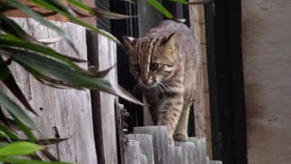 アムールヤマネコ四兄妹～食後の子猫たち （井の頭自然文化園） Leopard Cat Babies