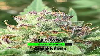 Apple Blossom Cannabis Strain - Strain TV