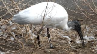 Black-headed Ibis to peck for food.餌をついばむクロトキ。