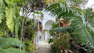 Garden Tour ||Tropical Garden in Guyana, South America ||Caden’s Garden