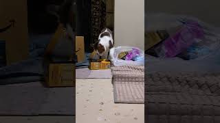 箱を開けてオヤツをパクる泥棒猫。A thieving cat opens a box and steals the treats.