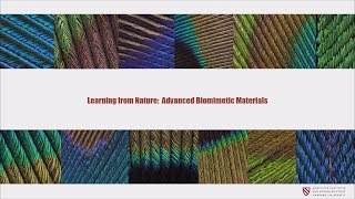 Learning from Nature: Advanced Biomimetic Materials | Panče Naumov || Radcliffe Institute